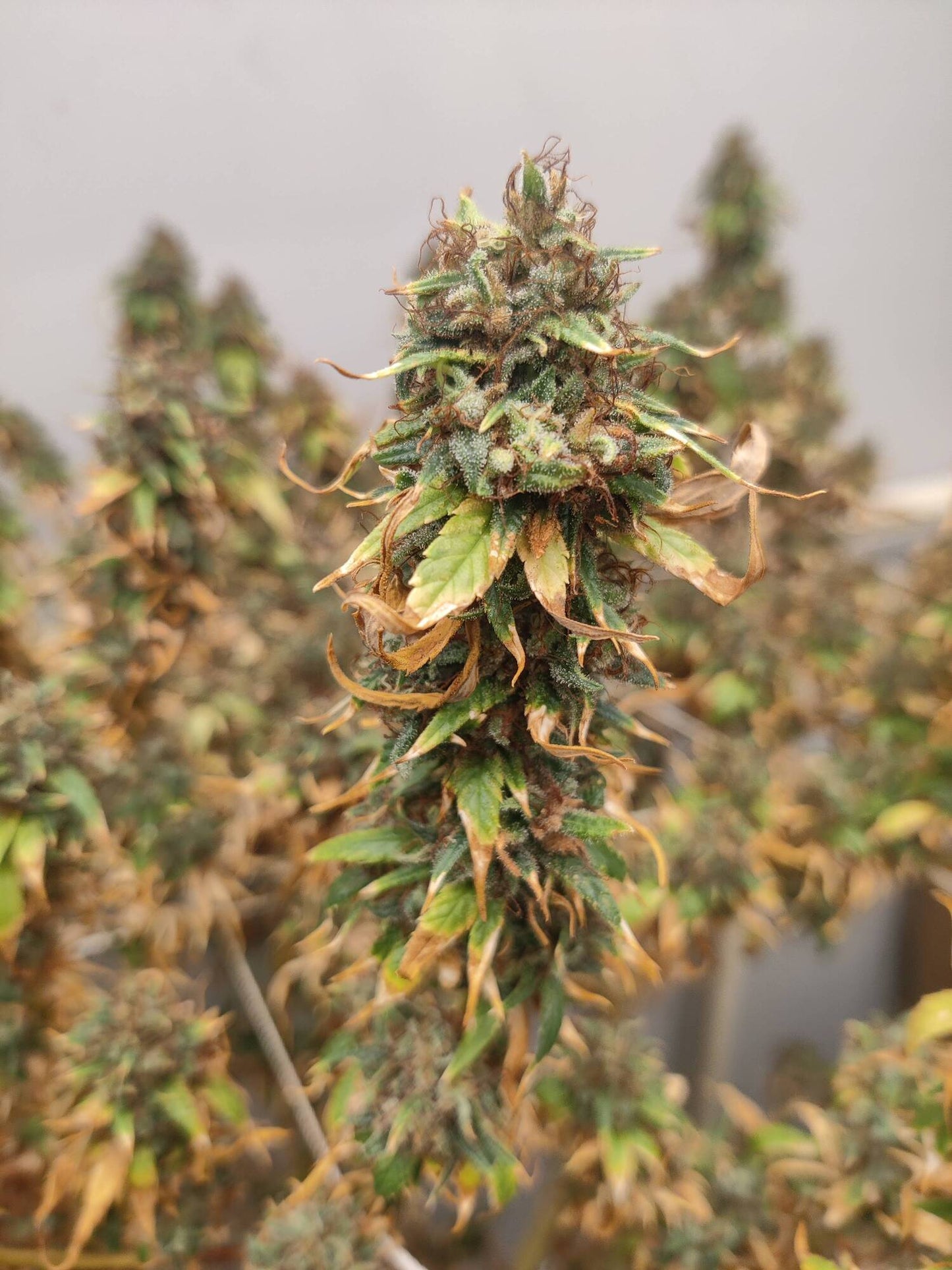 Himalayan Ice Cake BX1