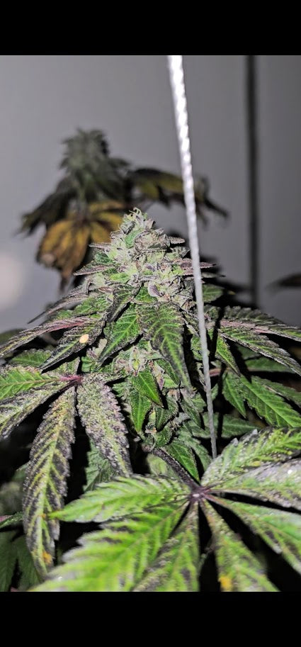 Ice Cream Cake #5 S2