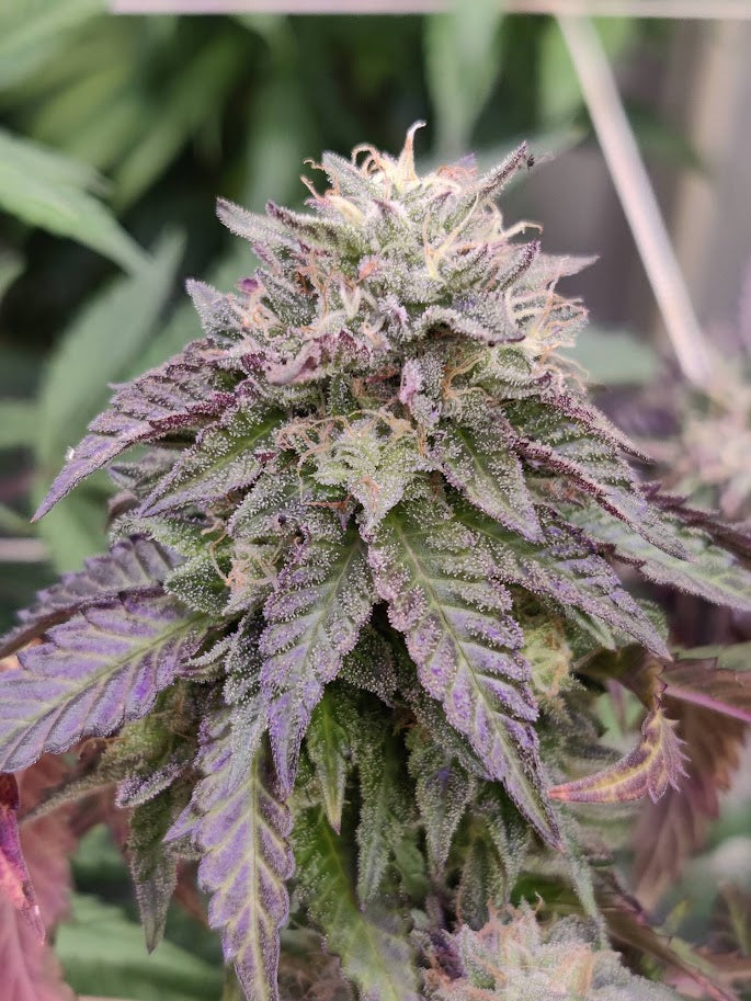 Ice Cream Cake #5 S2